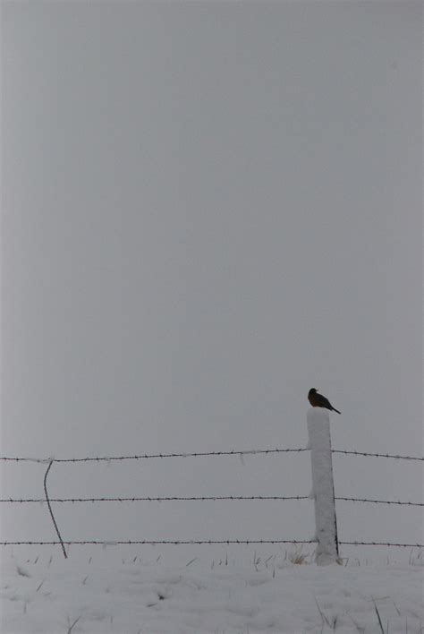 Montana Winter on the fence. (Snow Bird) Photo credit: Leslie Staven (Please feel free to repin ...