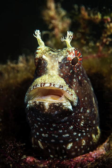 A Starry Blenny Peeks Out Of Its Home Photograph by Brook Peterson - Pixels