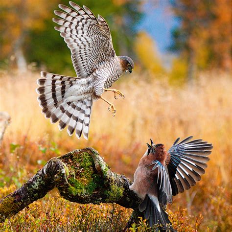 Britain’s birds of prey: The Country Life guide to raptors