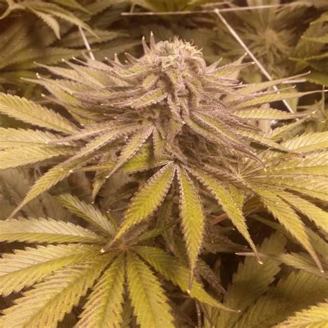 BENZO FARMS — Kimbo kush. #benzofarms...