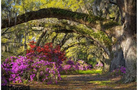 Charleston Sc Spring Bloom Azalea Flowers South Carolina Plantation ...