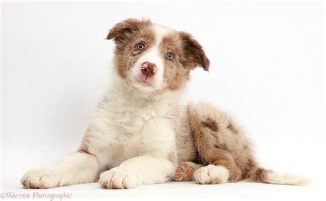 Dog: Red merle Border Collie puppy photo WP44154