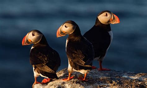 Ten High-Flying Facts about Puffins | Blog Posts | WWF