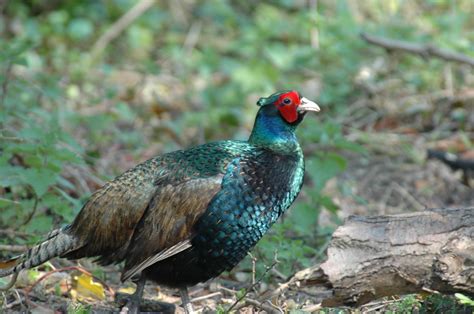 Free photo: male pheasant - Bird, Colors, Colourful - Free Download - Jooinn