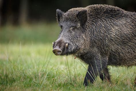 Hog Wild Preserve Hog Hunting | What Do You Know About Hog Tusks?