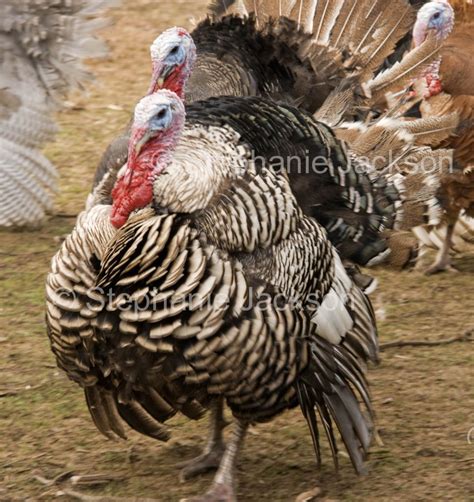 Farm animals and farming in Australia, including unusual livestock