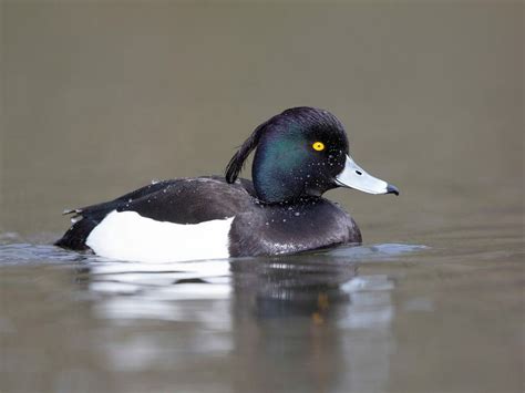 Tufted Duck Bird Facts (Aythya fuligula) | Birdfact