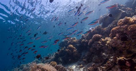 Exploring the Attractions of Bunaken Marine Park