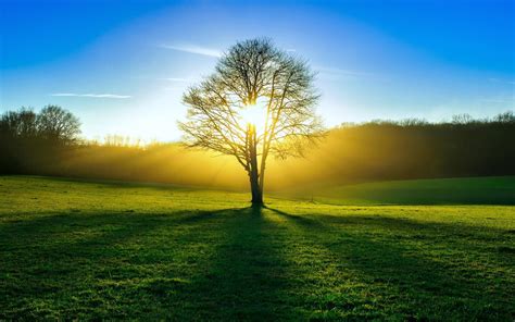 Download wallpaper for 1680x1050 resolution | Nature, fields, tree, sun ...