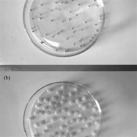 Photograph depicting (a) dry alginate beads and (b) swollen alginate... | Download Scientific ...