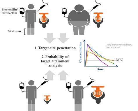 Pharmaceutics | Free Full-Text | Similar Piperacillin/Tazobactam Target ...