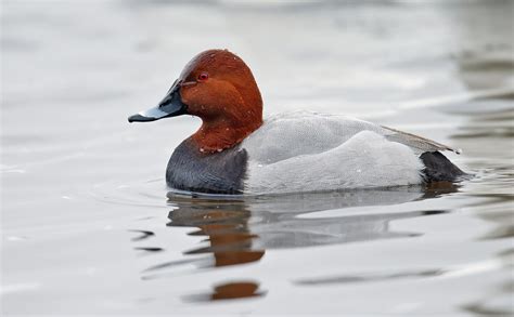 Common Pochard by Tony Davison - BirdGuides