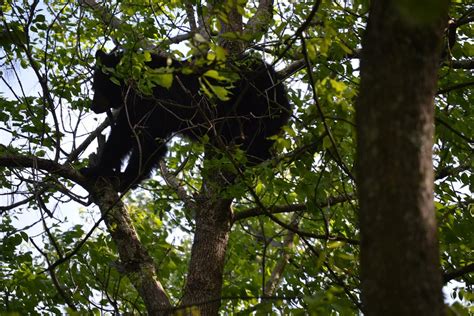 THE 15 BEST Things to Do in Shenandoah National Park - 2022 (with ...