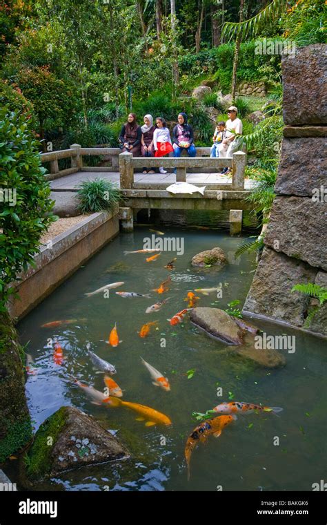 Asian family at a carp pond in the Japanese garden at the Berjaya Hills ...