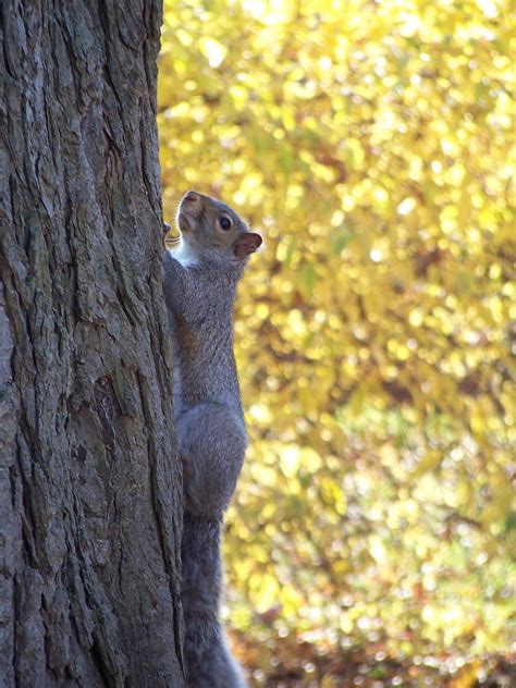 Albino Squirrel Symbolism