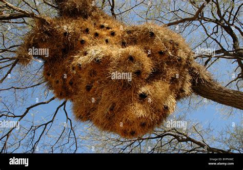 Sociable weaver bird nest Stock Photo - Alamy