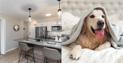 9 pet-friendly rentals under $1,100 in Edmonton | Urbanized