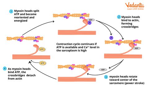 Mechanism of Muscle Contraction and Relaxation - Important Concepts for ...