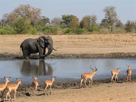 Kruger National Park Photos - Featured Images of Kruger National Park ...