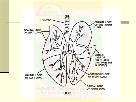 Basics of Veterinary Anatomy & Physiology