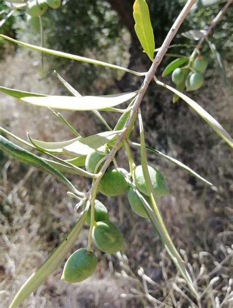 The Symbolism of the Olive Tree - The Flower Writer