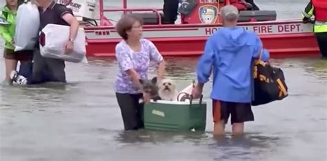 16 Heartwarming Moments Of People Saving Animals During Devastating Floods