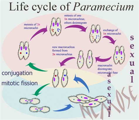 Paramecium Life Cycle