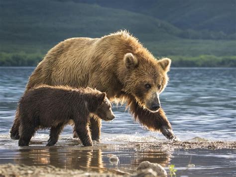 2017 National Geographic Nature Photographer of the Year | Escape