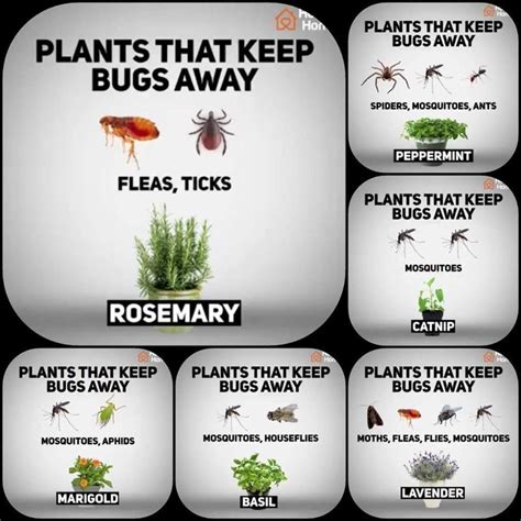 Plants That Repel Bed Bugs - Plants BJ