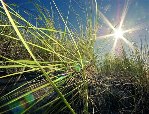 Bugs Eye View Through Tall Grasses Photograph by By Meredith Farmer ...