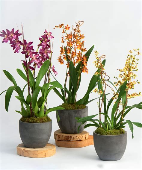 Oncidium – GLISSANDO Garden Center