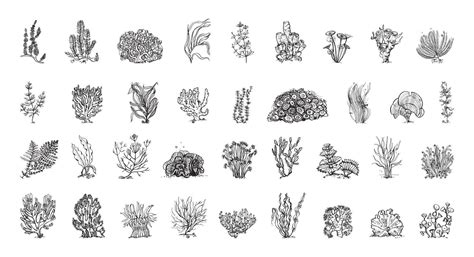 Algae Illustrations in Art Ink Style 9566993 Vector Art at Vecteezy