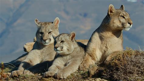 Patagonia Puma - Animals Up Close with Bertie Gregory 1x04 | TVmaze