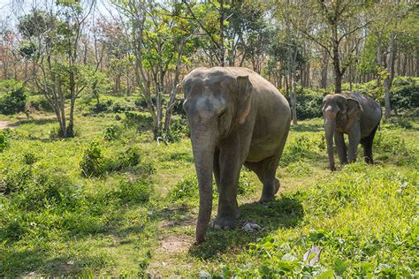 Comment observer les éléphants en Thaïlande sans leur nuire ? – Guides Tao