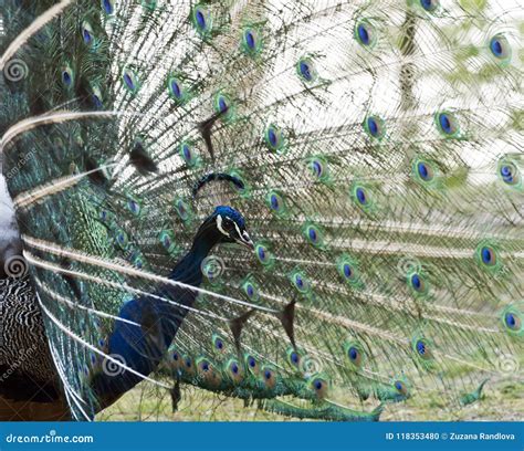 Male Peafowl Displaying Tail Feathers Stock Photo - Image of view, peacock: 118353480