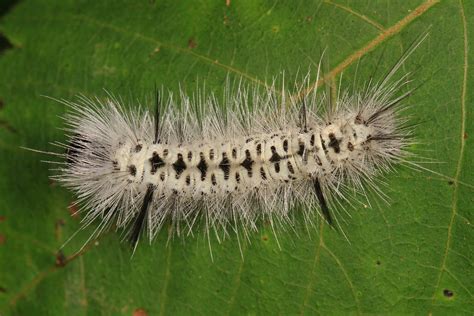 Venomous Caterpillars in the Hudson Valley — MARIST CIRCLE