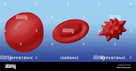 Ilustración que muestra el efecto de hipotónica, isotónica y soluciones hipertónicas de glóbulos ...