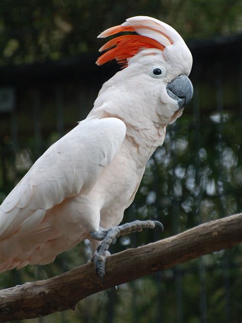 Moluccan Cockatoo | Alexandria Zoo