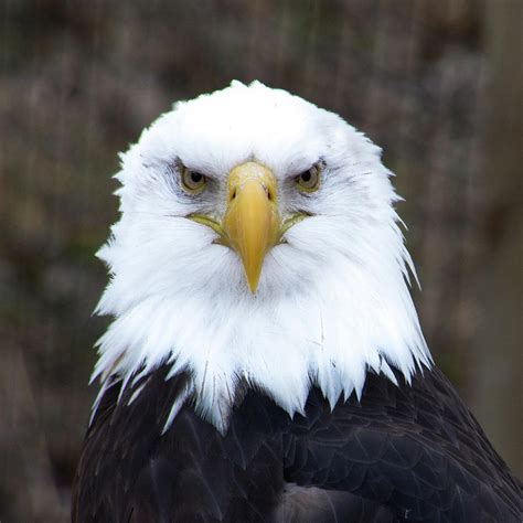 Close Up of Bald Eagle Photograph by Teresa Otto