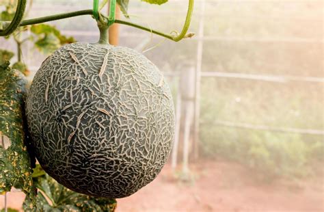 melon in farm 10218445 Stock Photo at Vecteezy