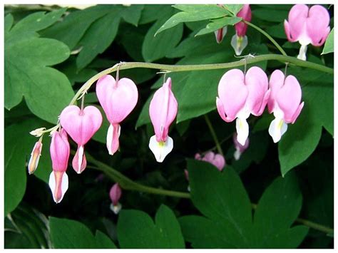 Impressive Bleeding Heart Flower Arrangement - Flower