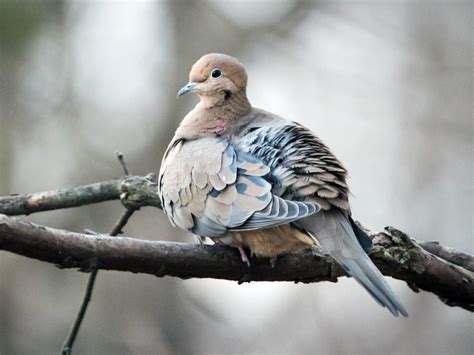 Mourning Dove - NestWatch