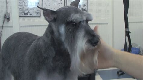 How to Groom a Schnauzer - Do-It-Yourself Dog Grooming - YouTube