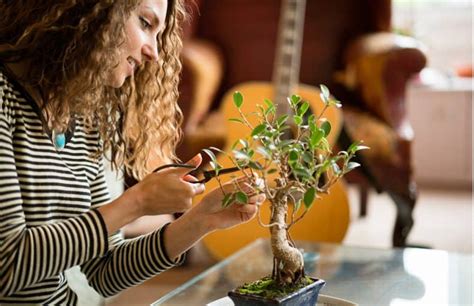 How to Prune a Bonsai Tree: Step-by-Step Guide | Plantly