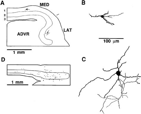 Smooth stellate cells. A, B, C: The morphology of representative smooth ...