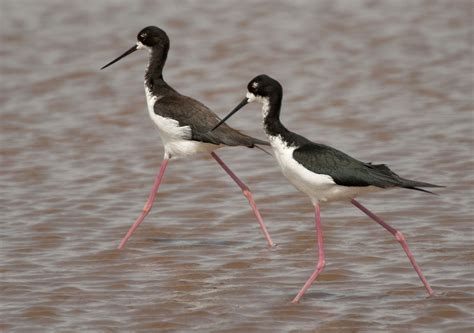 Black-necked Stilt (Hawaiian) | Ornithology | Bird Photography