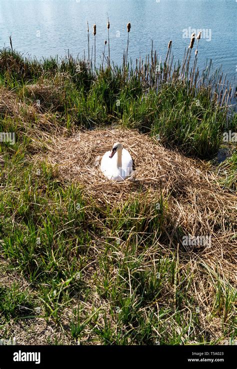 Nesting Mute Swan on Large Reed Nest Stock Photo - Alamy