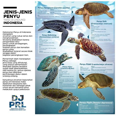 JENIS-JENIS PENYU (1) Penyu Belimbing / Leatherback Turtle Nama saintifik : Dermochelys coriace ...