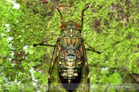 Cicada - Cosmopsaltria sp - Singapore Geographic