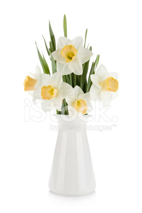 Bouquet Of White Daffodils In Flowerpot Stock Photo | Royalty-Free | FreeImages